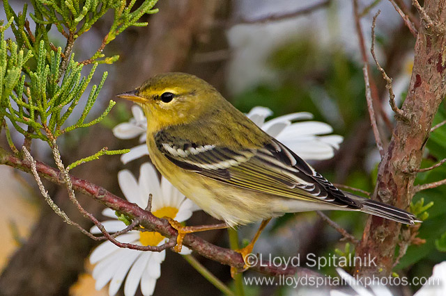 Blackpoll Warbler
