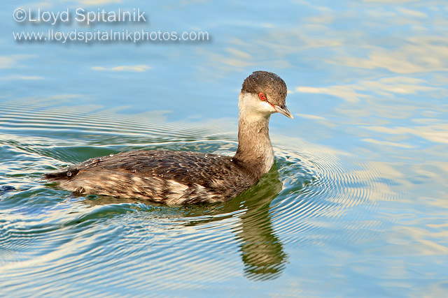 Horned Grebe