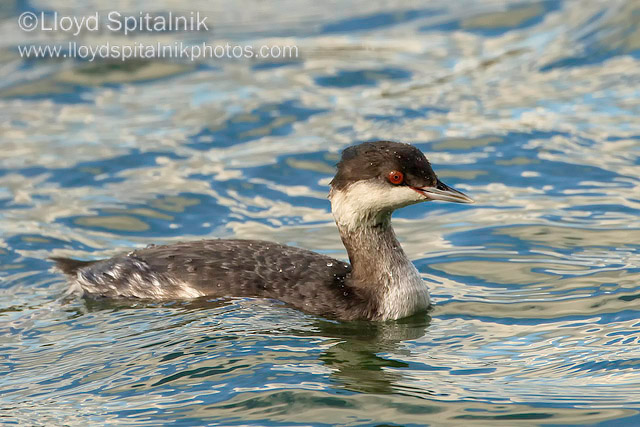 Horned Grebe