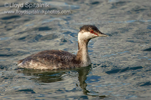 Horned Grebe