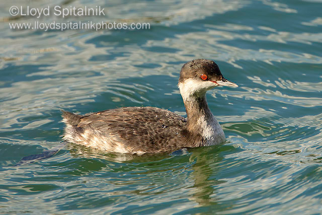 Horned Grebe