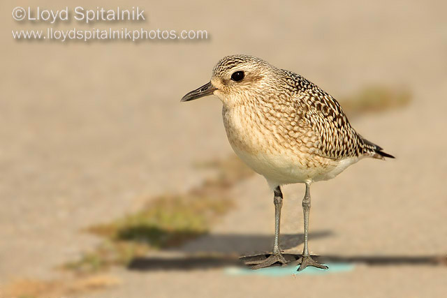 Black-bellied Plover (juvenile)