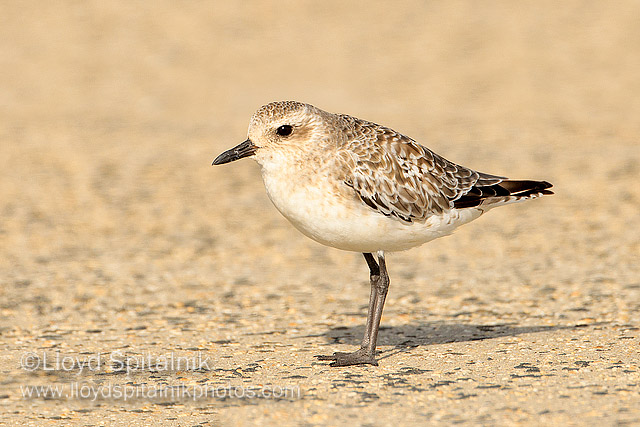 Black-bellied Plover