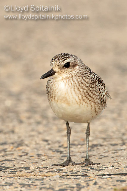 Black-bellied Plover (juvenile)