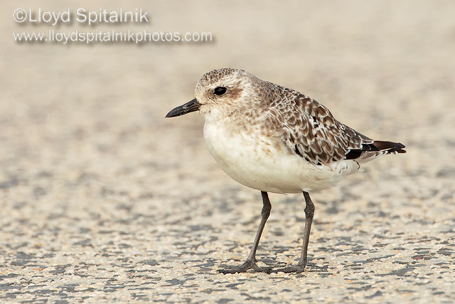 Black-bellied Plover