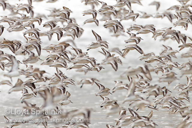 Sanderling