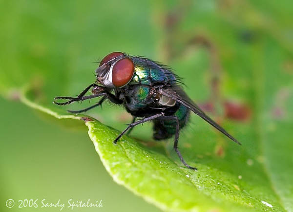 Greenbottle Blow Fly