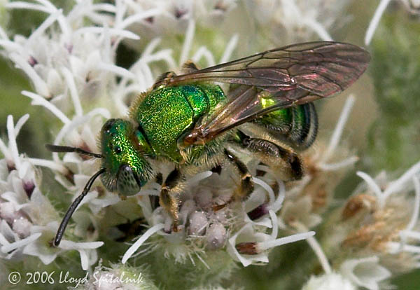 Silky Striped-Sweat bee (female)
