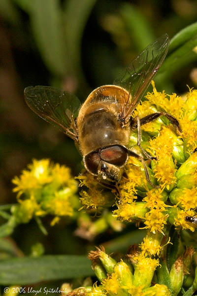 Drone Fly