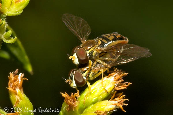 Syrphid Fly