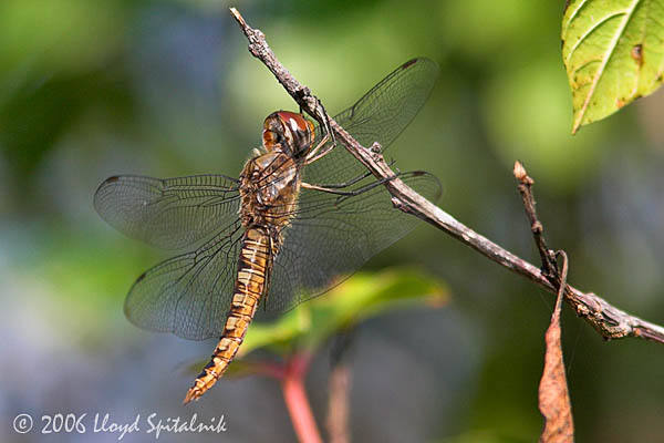 Spot-winged Glider