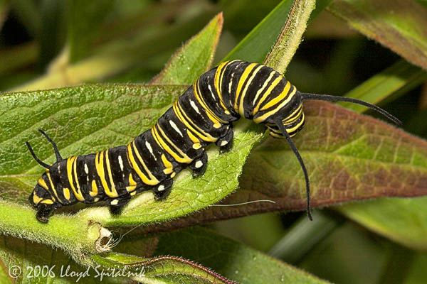 Monarch Caterpillar