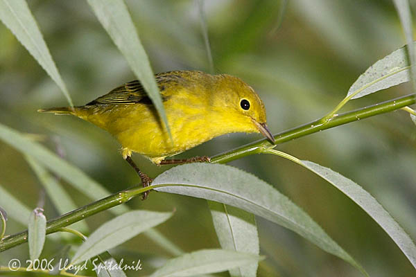 Yellow Warbler