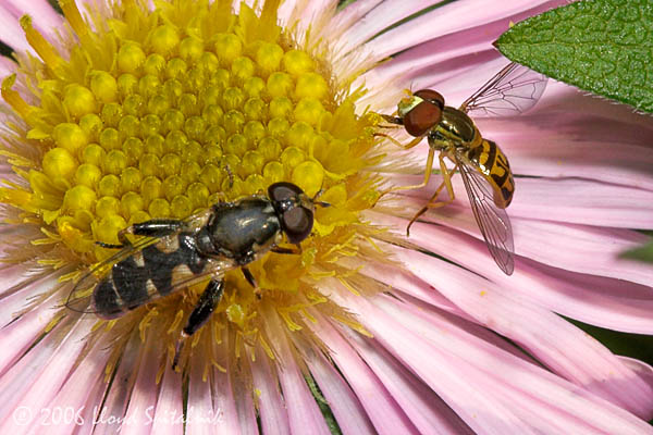 Syrphid Flies