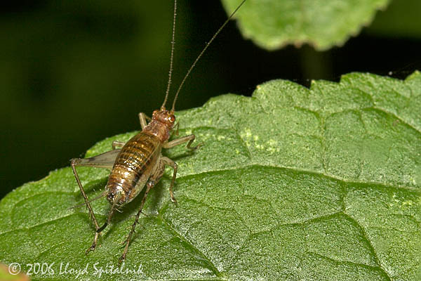 Winged Bush Cricket