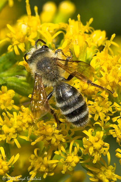 Hairy-banded Andrena (Mining Bee)