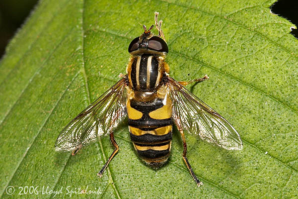 Syrphid Fly