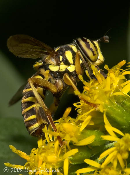Syrphid Fly