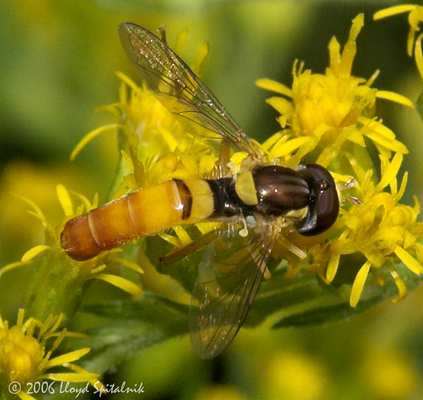 Syrphid Fly (male)