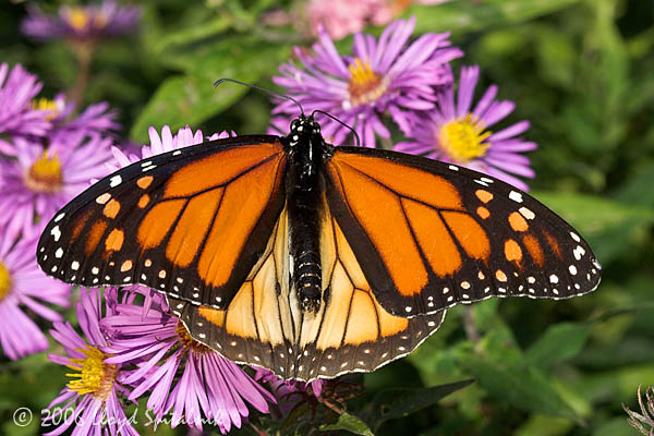 Monarch (male)