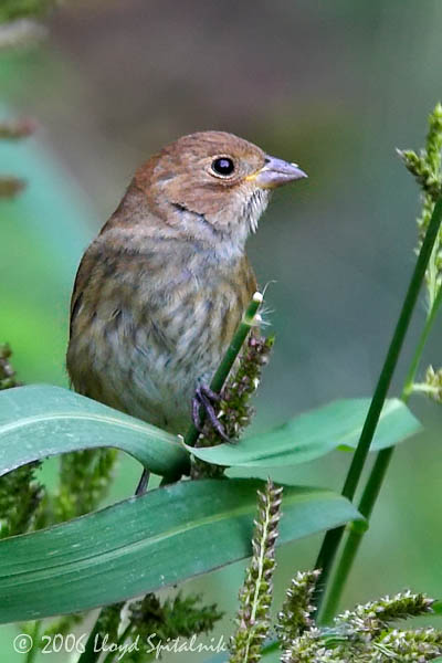 Indigo Bunting (immature male)
