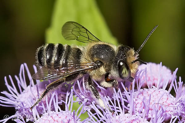 Flat-tailed Leaf-cutter Bee (male)