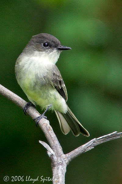Eastern Phoebe