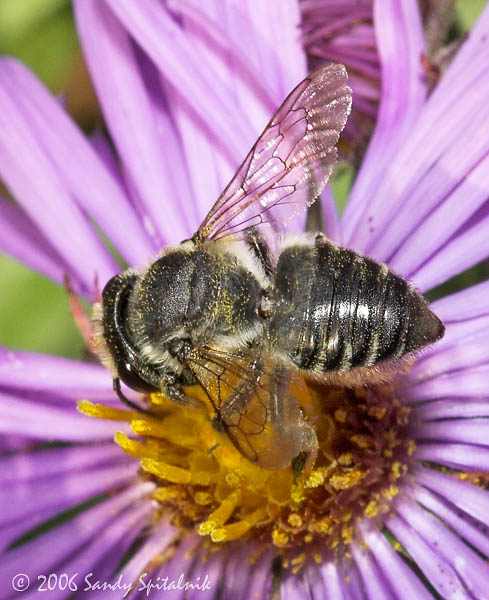 Flat-tailed Leaf-cutter Bee (female)