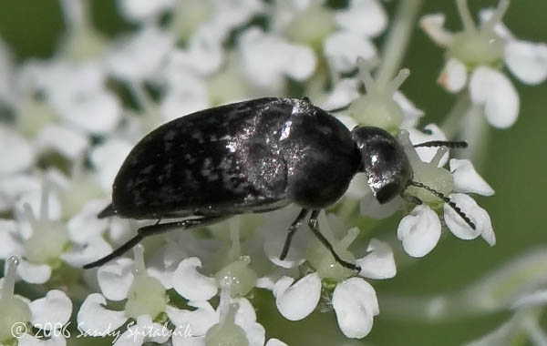 Tumbling Flower Beetle