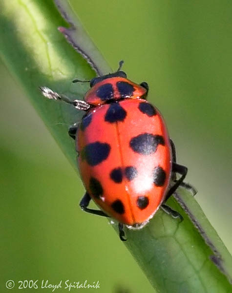 Spotted Lady Beetle