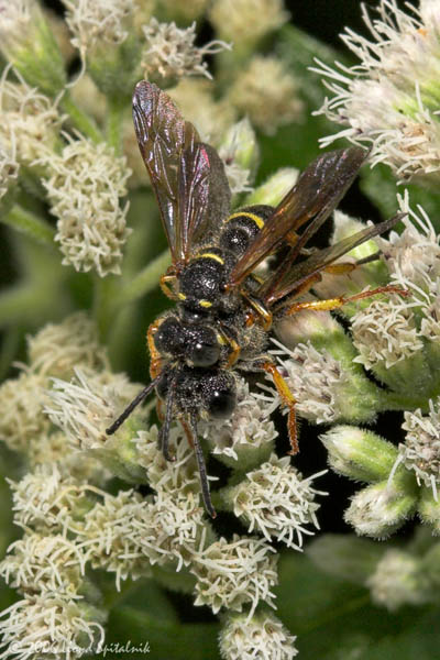 Weevil-wasps (mating)