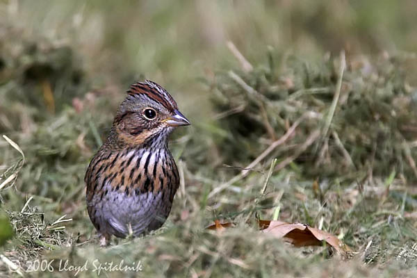 Lincolns Sparrow
