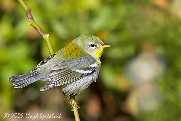 Northern Parula