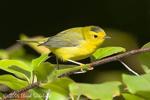 Wilsons Warbler