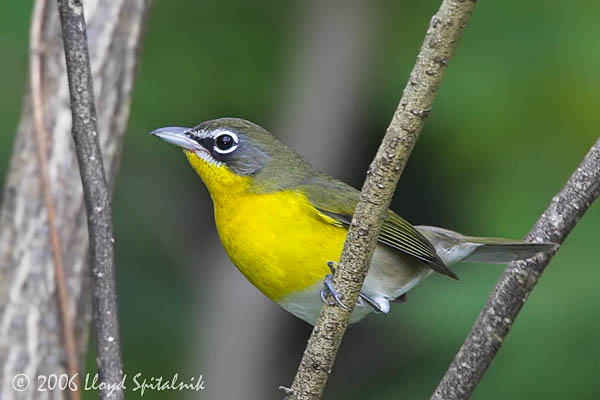 Yellow-breasted Chat