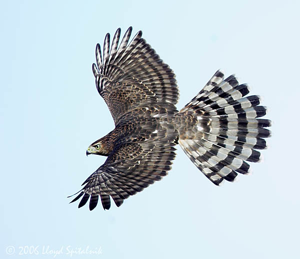 Coopers Hawk