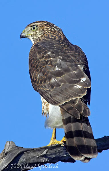 Coopers Hawk