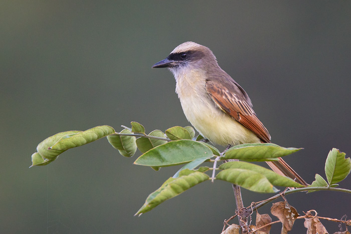 bairds flycatcher <br> bienteveo de baird<br> Myiodynastes bairdii