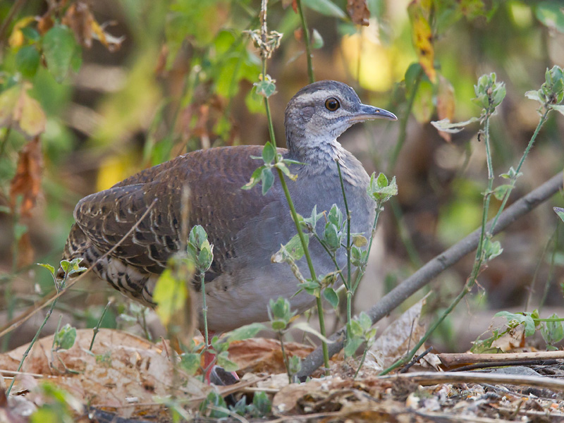 pale-browed tinamou<br><i>(Crypturellus transfasciatus, ESP: tinam cejudo)</i>