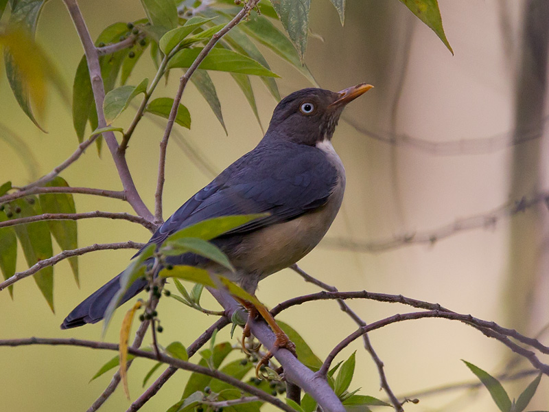 Resultado de imagen para turdus reevei