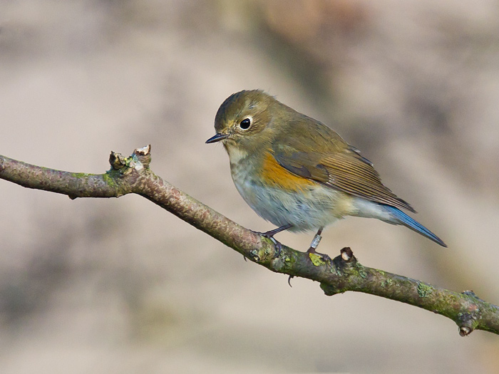 red-flanked bluetail  blauwstaart  Tarsiger cyanurus