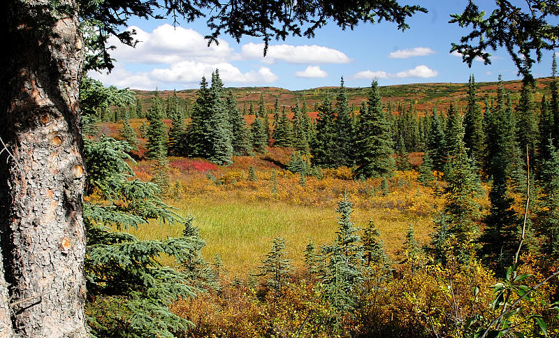 Fall Colors