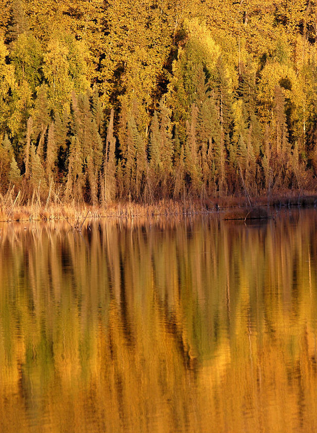 Evening Fall Colors