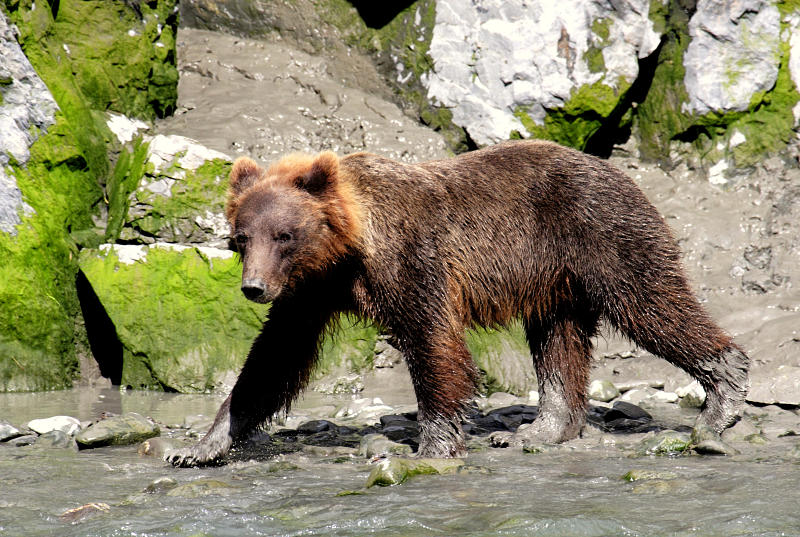 Brown Bear