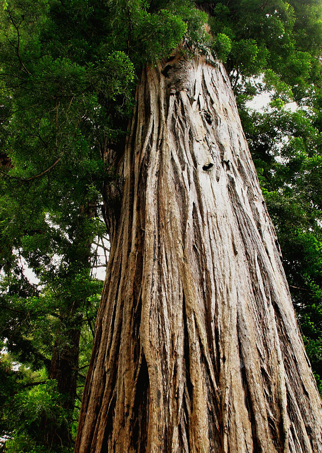 Redwood Tree
