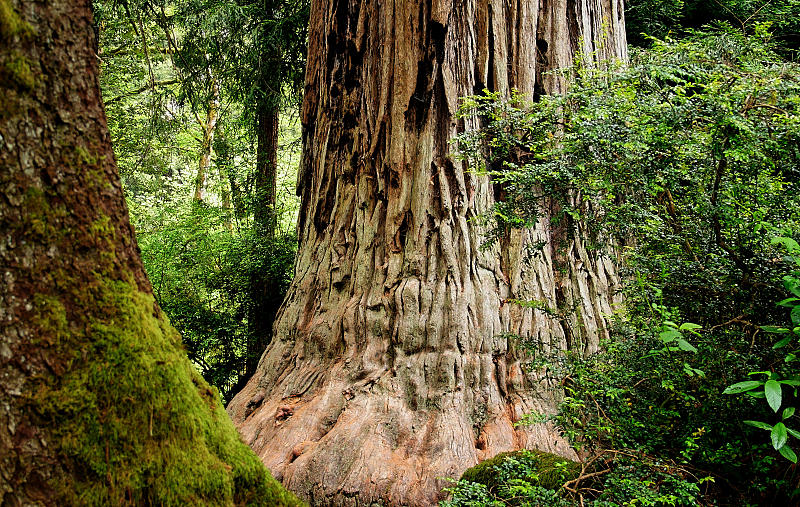 Redwoods
