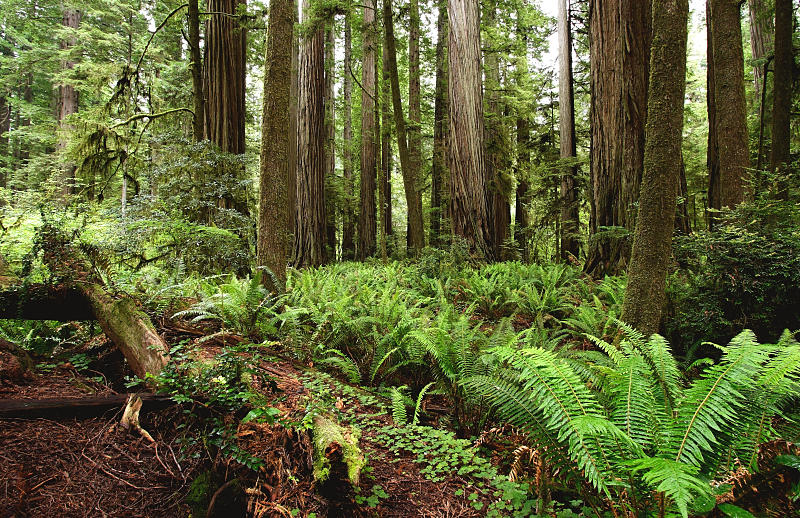 Redwoods