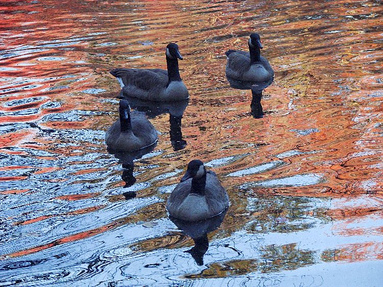 Canada Geese
