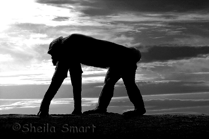 Chimpanzee on all fours