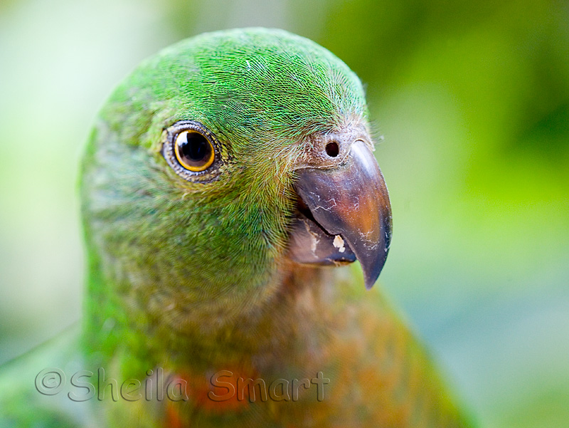 King parrot